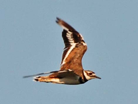 Killdeer (Charadrius vociferus)