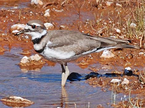 Killdeer (Charadrius vociferus)