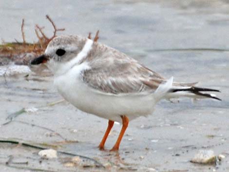 Piping Plover (Charadrius melodus)