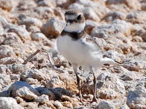 Semipalmated Plover (Charadrius semipalmatus)