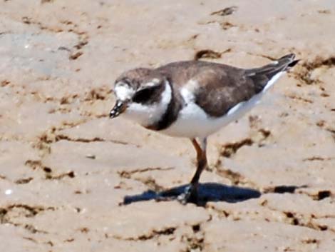 Semipalmated Plover (Charadrius semipalmatus)