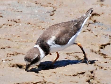 Semipalmated Plover (Charadrius semipalmatus)