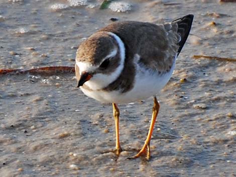 Semipalmated Plover (Charadrius semipalmatus)