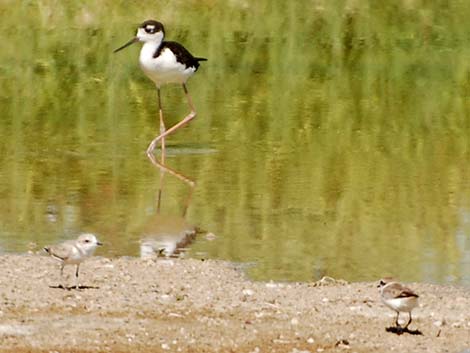 Snowy Plover (Charadrius nivosus)