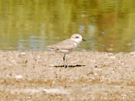 Snowy Plover (Charadrius nivosus)