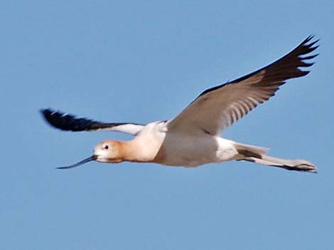 American Avocet (Recurvirostra americana)