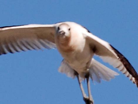 American Avocet (Recurvirostra americana)