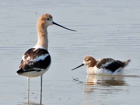 American Avocet (Recurvirostra americana)