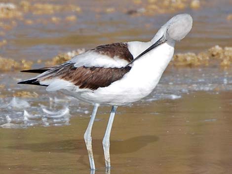 American Avocet (Recurvirostra americana)