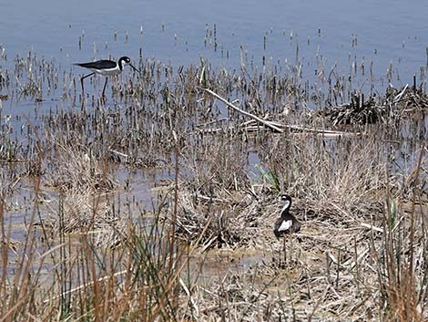 Black-necked Stilt (Himantopus mexicanus)