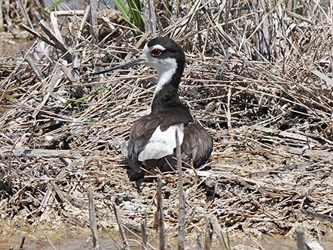 Black-necked Stilt (Himantopus mexicanus)