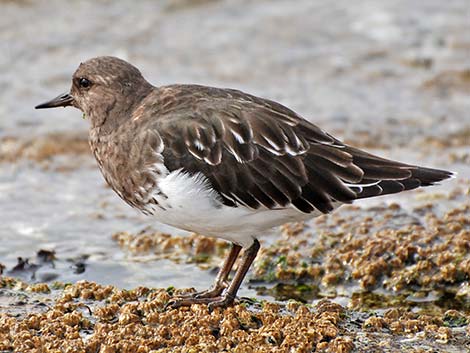 Black Turnstone (Arenaria melanocephala)