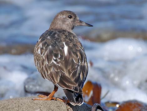 Black Turnstone (Arenaria melanocephala)