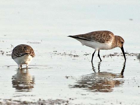 Dunlin (Calidris alpina)