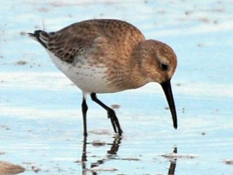 Dunlin (Calidris alpina)