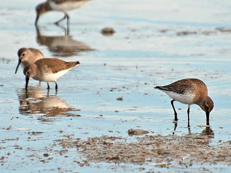 Dunlin (Calidris alpina)