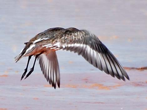 Dunlin (Calidris alpina)