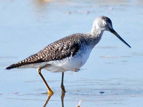 Greater Yellowlegs (Tringa melanoleuca)