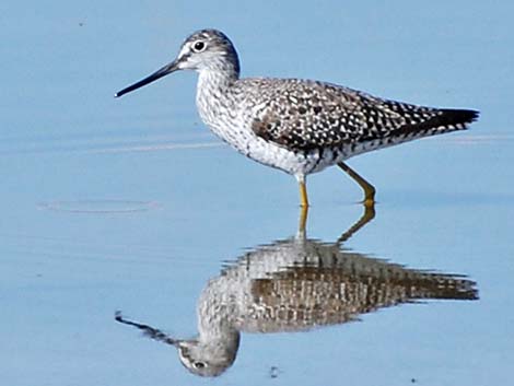 Greater Yellowlegs (Tringa melanoleuca)