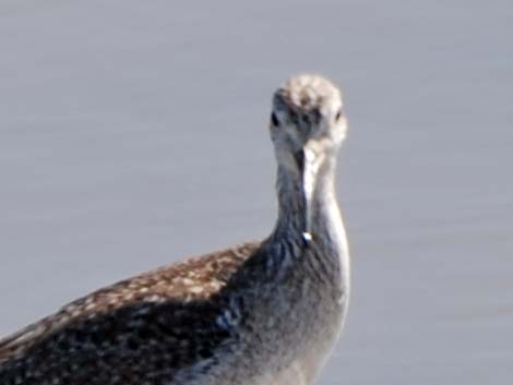 Greater Yellowlegs (Tringa melanoleuca)