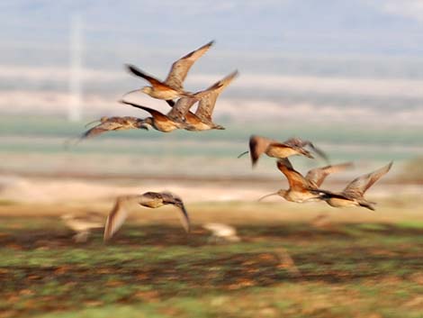 Long-billed Curlew (Numenius americanus)