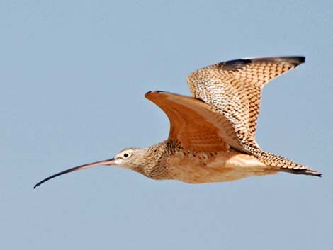 Long-billed Curlew (Numenius americanus)