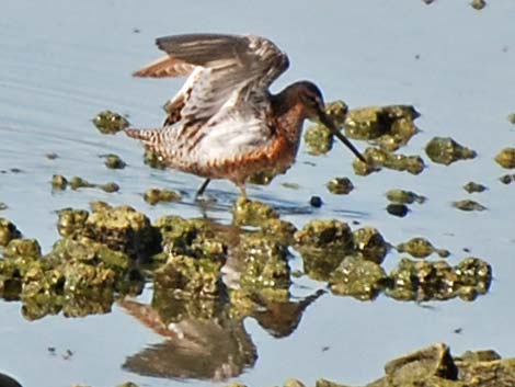 Long-billed Dowitcher (Limnodromus scolopaceus)