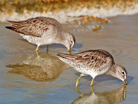 Long-billed Dowitcher (Limnodromus scolopaceus)