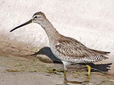 Long-billed Dowitcher (Limnodromus scolopaceus)