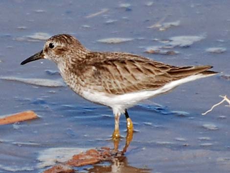 Least Sandpiper (Calidris minutilla)