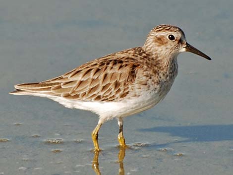 Least Sandpiper (Calidris minutilla)