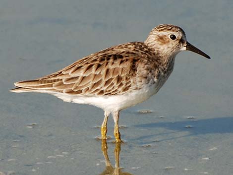 Least Sandpiper (Calidris minutilla)