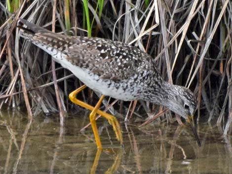 Lesser Yellowlegs (Tringa flavipes)