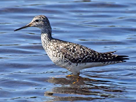 Lesser Yellowlegs (Tringa flavipes)