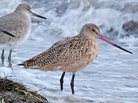 Marbled Godwit (Limosa fedoa)