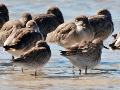 Red Knot (Calidris canutus)