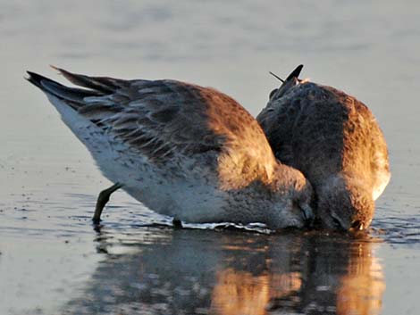 Red Knot (Calidris canutus)