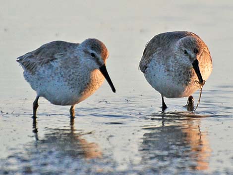 Red Knot (Calidris canutus)