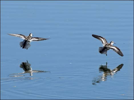 Red-necked Phalarope (Phalaropus lobatus)