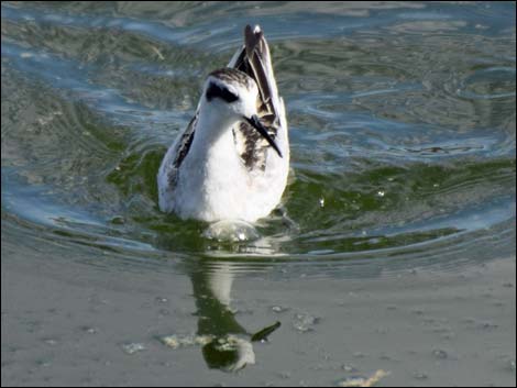 Red-necked Phalarope (Phalaropus lobatus)