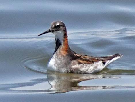 Red-necked Phalarope (Phalaropus lobatus)