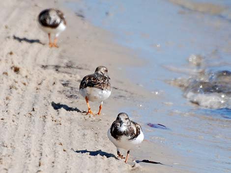 Ruddy Turnstone (Arenaria interpres)