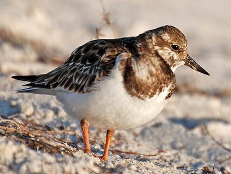 Ruddy Turnstone (Arenaria interpres)