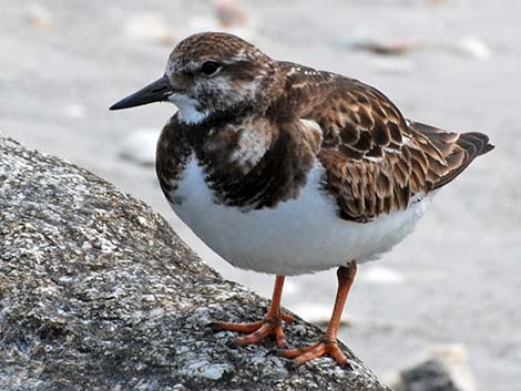 Ruddy Turnstone (Arenaria interpres)