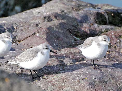 Sanderling (Calidris alba)