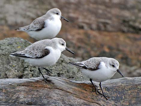 Sanderling (Calidris alba)