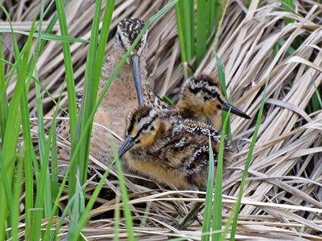 Short-billed Dowitcher (Limnodromus griseus)