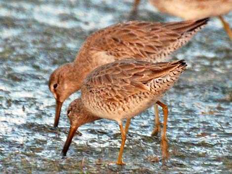 Short-billed Dowitcher (Limnodromus griseus)