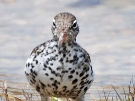 Spotted Sandpiper (Actitis macularius)