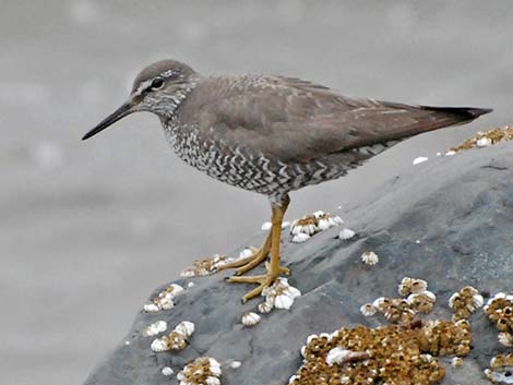 Wandering Tattler (Heteroscelus incanus)